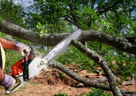 Best Utility Line Clearance  in Bellevue, MI