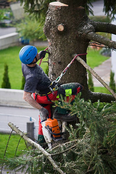 Best Lawn Watering Services  in Bellevue, MI